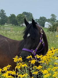 a black horse with a purple bridle in a field of yellow flowers